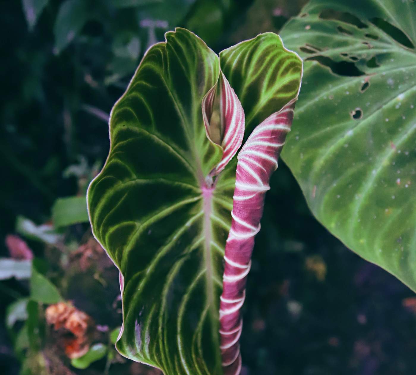 A velvet-leaf philodendron unfurling in the jungle