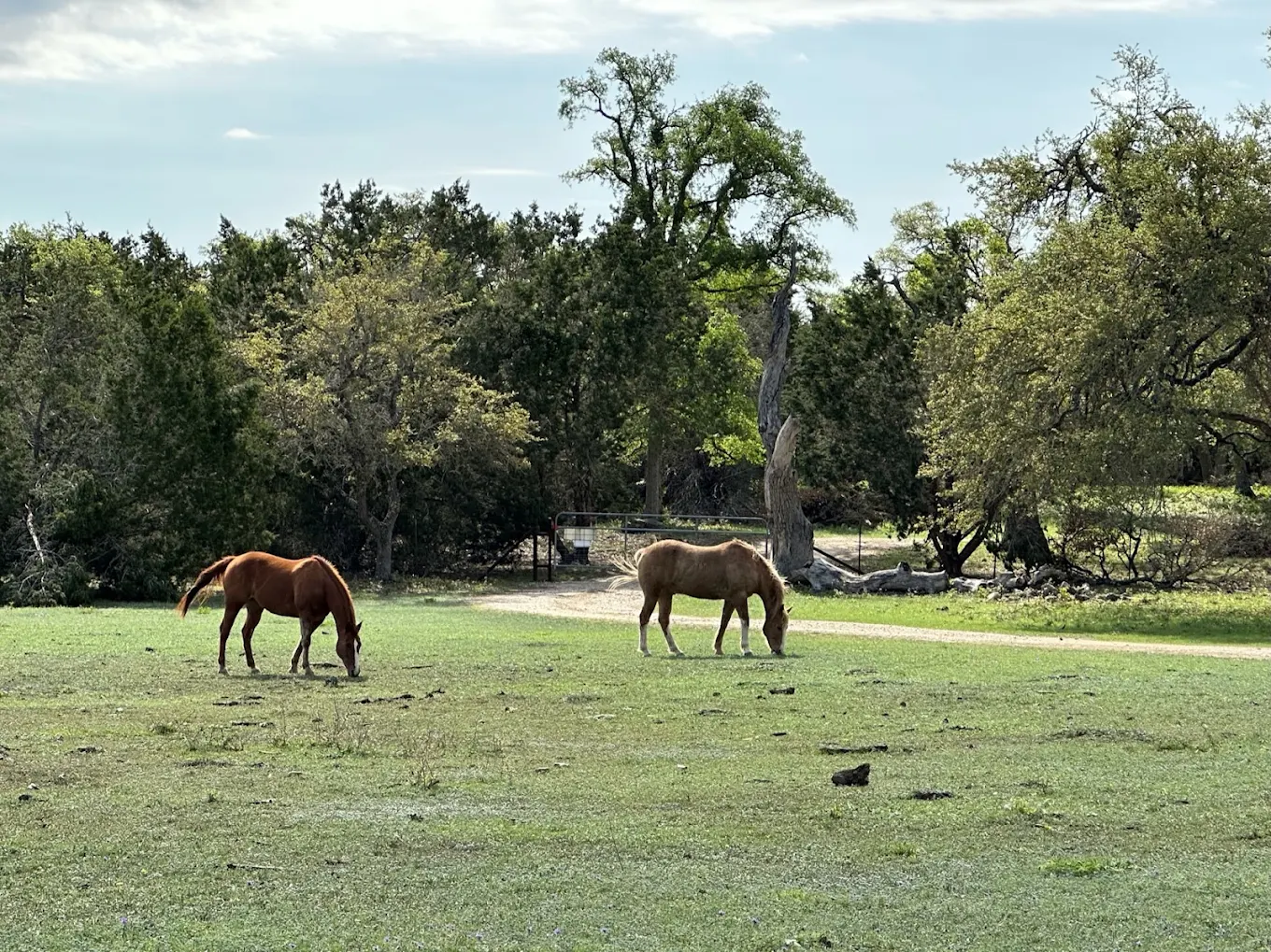 Horses grazing in the pasture at Kenshō Stables, Texas Hill Country