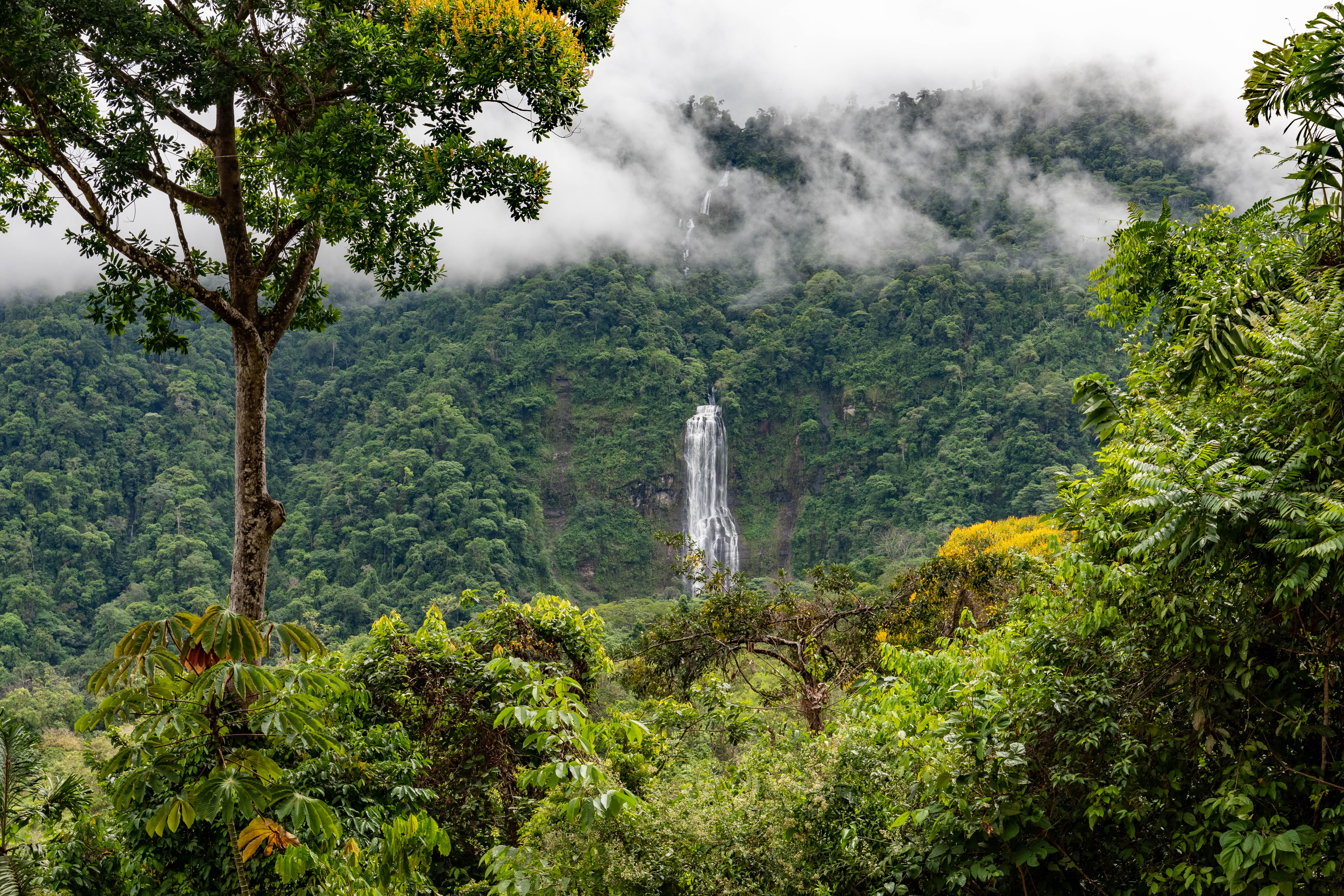 Diamante Waterfall viewed through the rainforest canopy, Vajra Jahra, Costa Rica