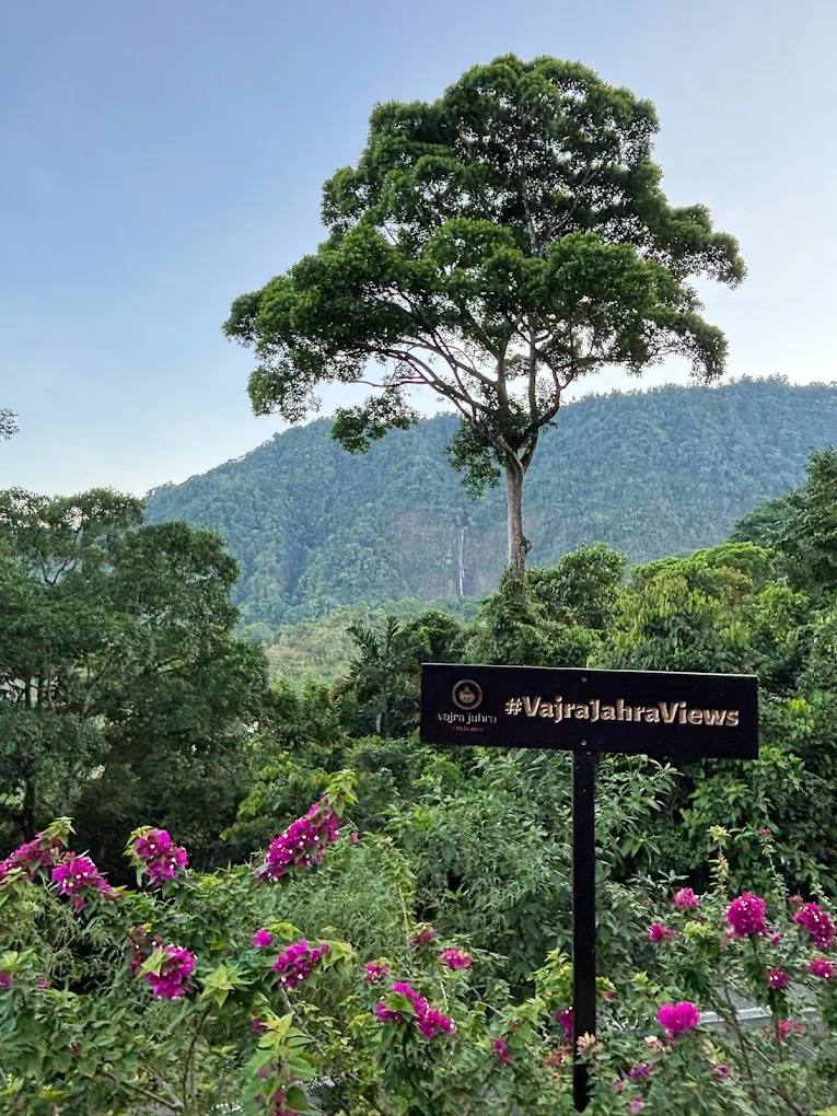 A tall rainforest tree above flowering hillside with a distant waterfall in the Diamante Valley