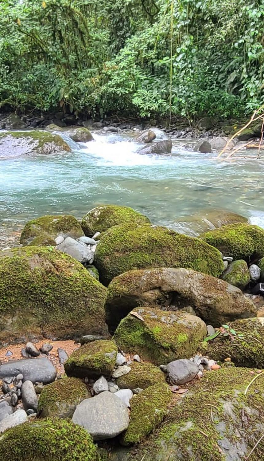 A clear river running through the rainforest