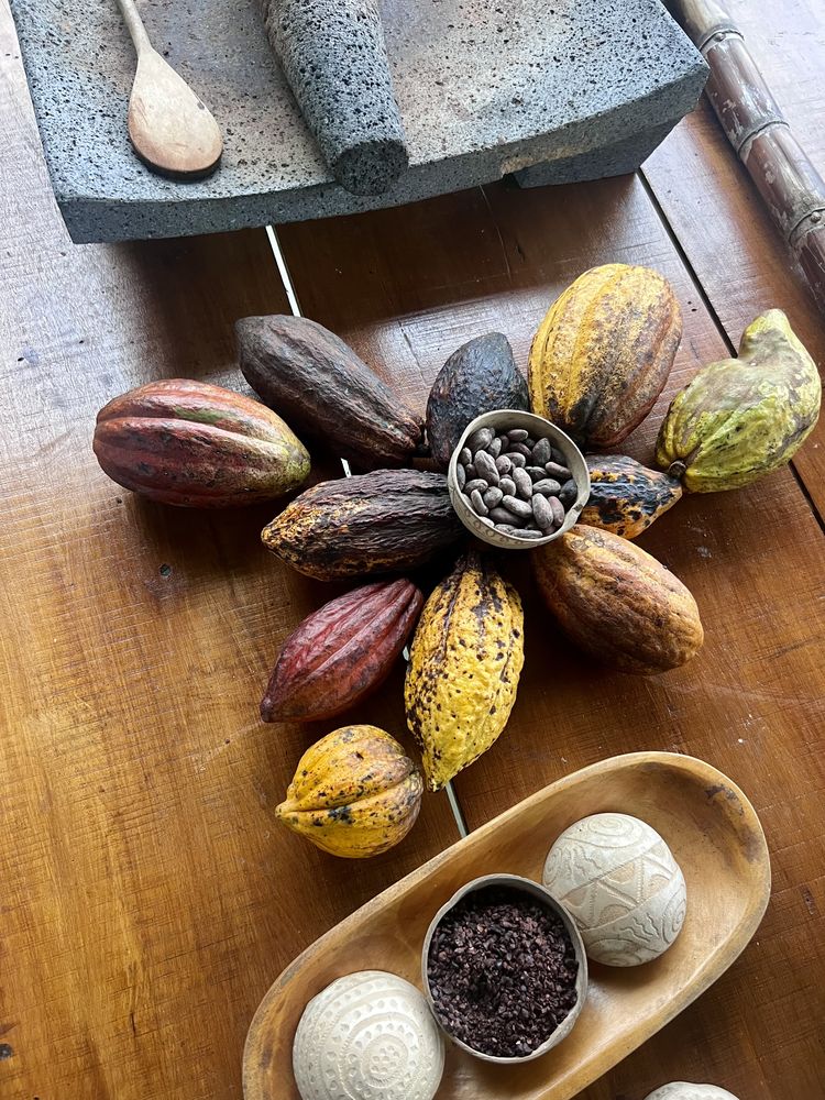 Fresh cacao pods arranged for a ceremonial grinding demonstration