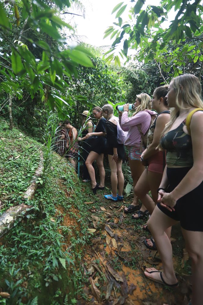 A group hiking together through the jungle