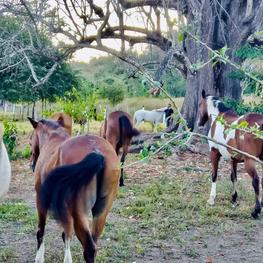 Horses grazing under a large tree on a ranch