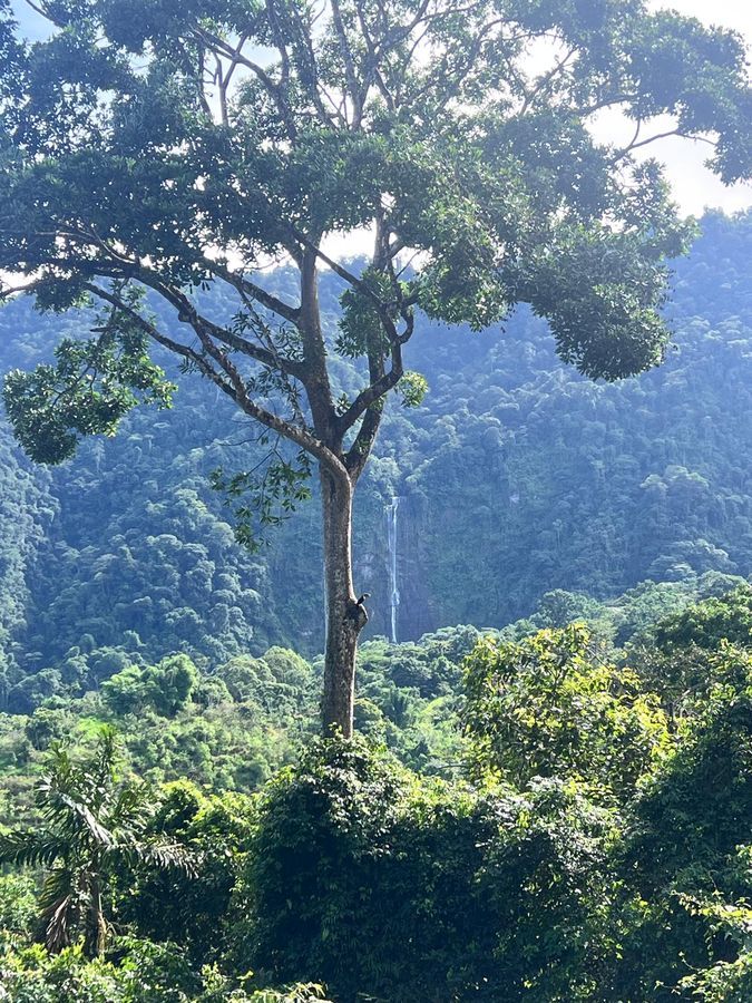 A toucan perched in a tree above a distant waterfall
